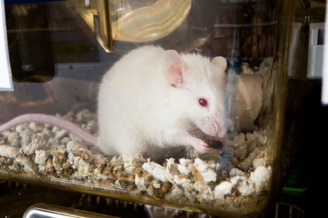 科学家借助转基因小白鼠揭示“无痛”的秘密