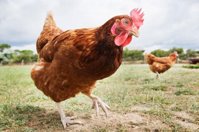 美批准转基因鸡加入制药队伍应对罕见遗传病